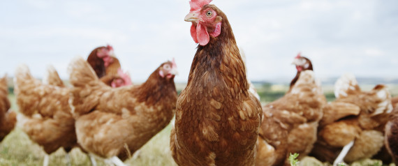 Aviculture africaine en pleine croissance