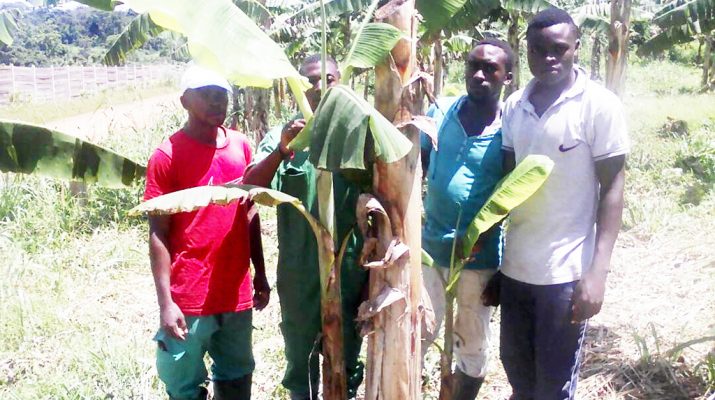 Les nouveaux paysans