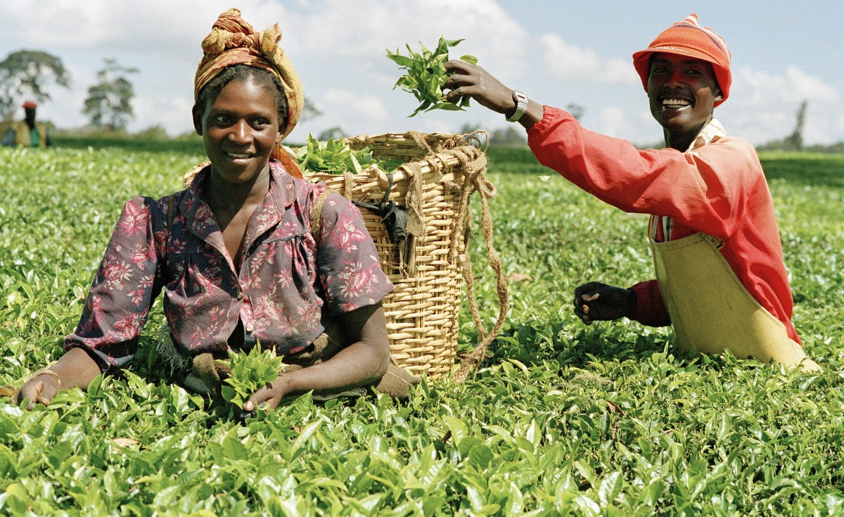 Harvesting: Two pickers make their way through a field.
