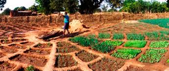 Agriculture Burkina Faso