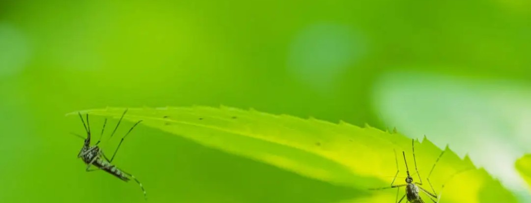 Anophèle crédit photo: @unsplash iiievgeniy