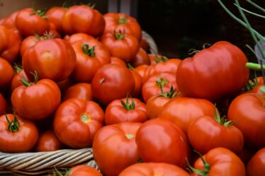 Des tomates fraîches crédit photo: @Josephine Baran sur unsplash