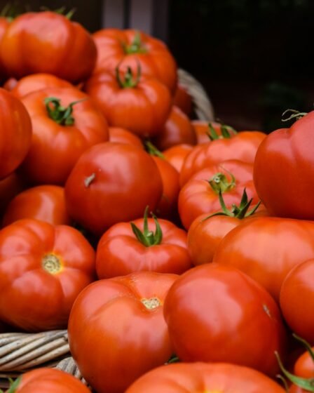 Des tomates fraîches crédit photo: @Josephine Baran sur unsplash