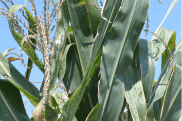 Le Mais wema crédit photo: @seppi.over-blog