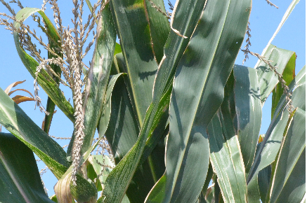 Le Mais wema crédit photo: @seppi.over-blog