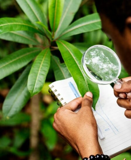 Un biologiste dans la forêt crédit photo: @rawpixel-com