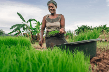 Une femme en train de cultiver crédit photo: @nsengo.com