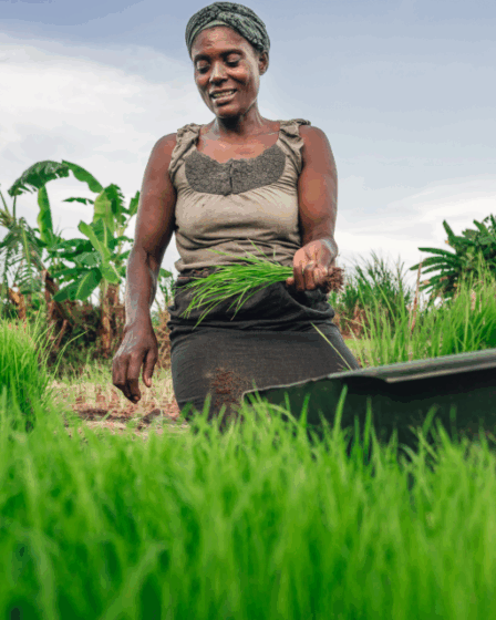 Une femme en train de cultiver crédit photo: @nsengo.com