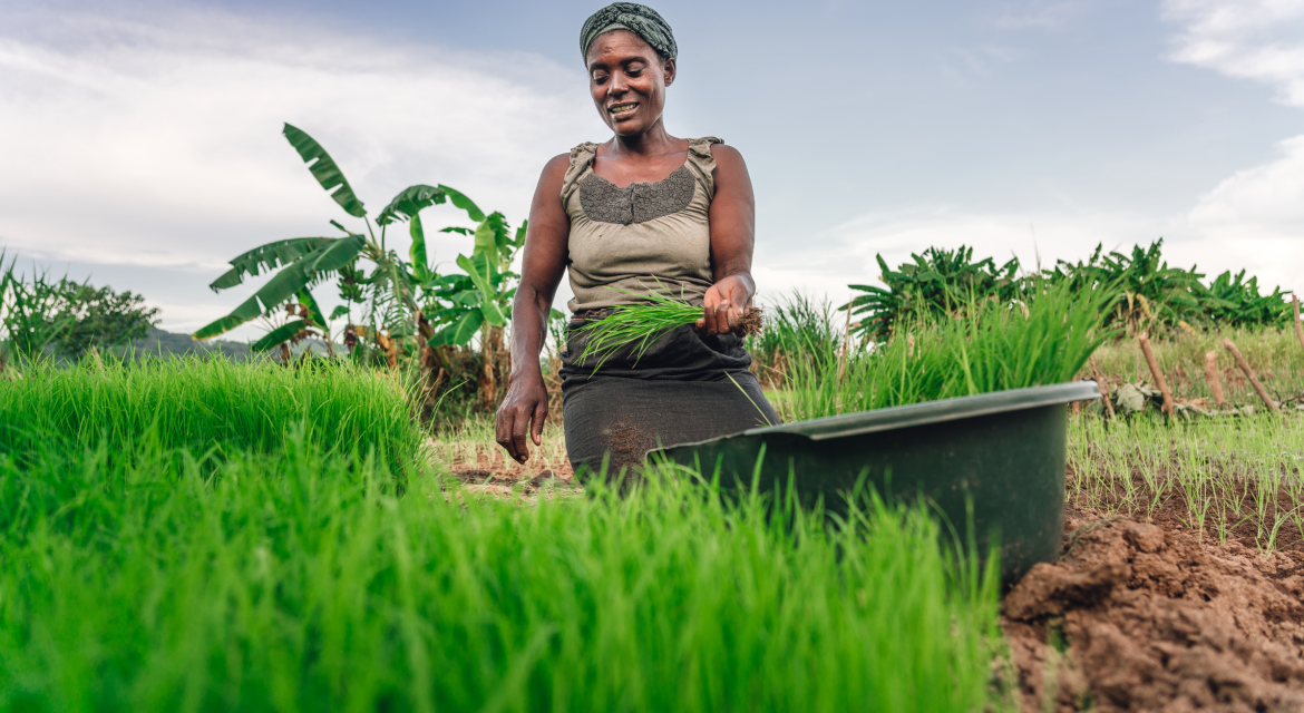 Une femme en train de cultiver crédit photo: @nsengo.com