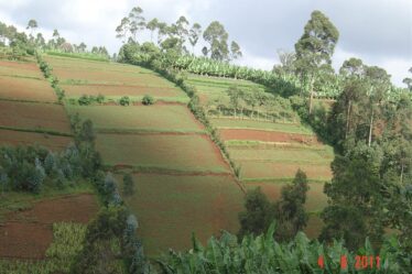 Grande muraille verte crédit photo: @grandemurailleverte.org