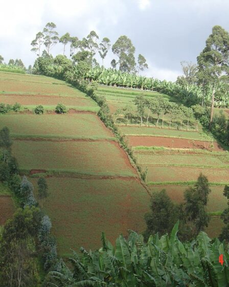 Grande muraille verte crédit photo: @grandemurailleverte.org