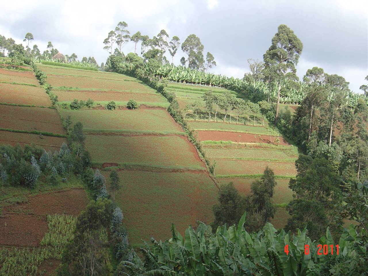 Grande muraille verte crédit photo: @grandemurailleverte.org