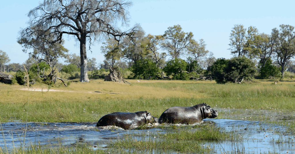 Le Delta de l’Okavango, Botswana