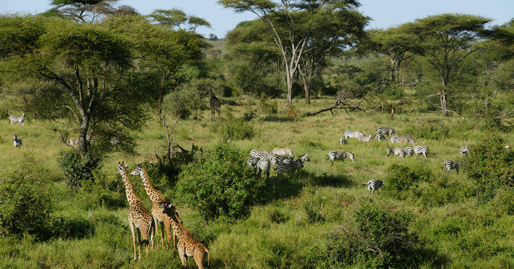 Le Serengeti, Tanzanie