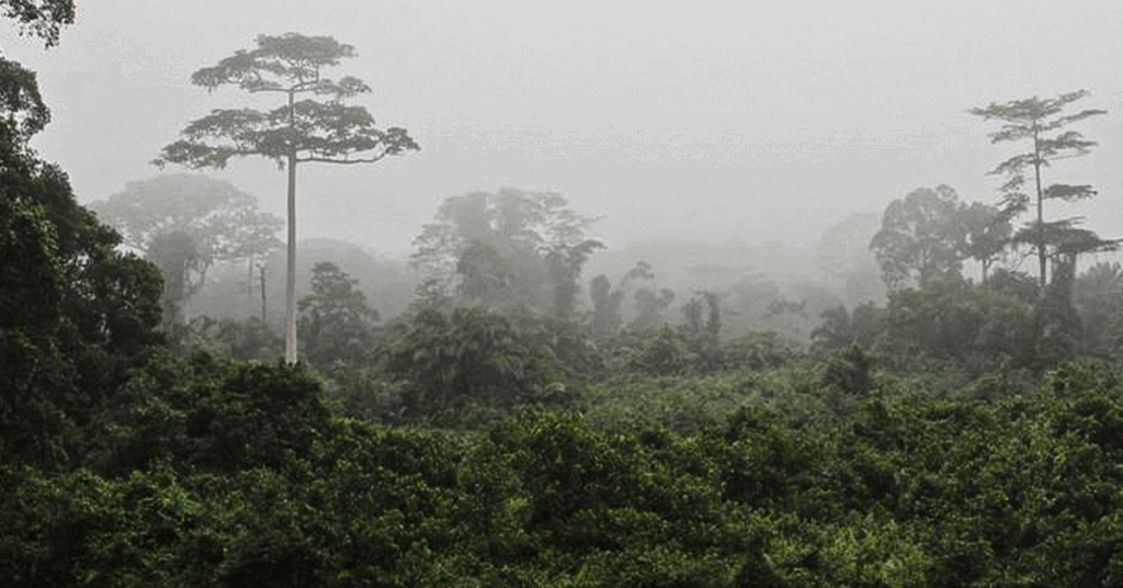 Le Parc National de Taï, Côte d’Ivoire